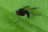 Chrysopilus cristatus