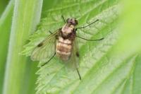 Chrysopilus cristatus