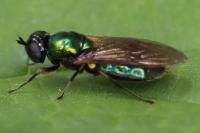 Chloromyia formosa