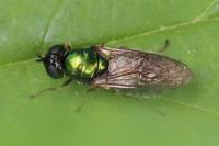 Chloromyia formosa