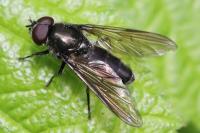 Cheilosia