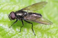 Cheilosia