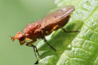 Tetanocera ferruginea