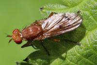 Tetanocera ferruginea