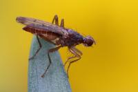 Norellia spinipes