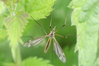 Tipula vernalis