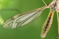 Tipula vernalis