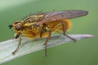 Scathophaga stercoraria