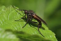 Empis tessellata