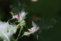 Phytomyza ilicis
