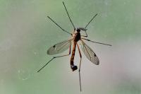 Ctenophora pectinicornis