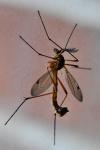 Ctenophora pectinicornis