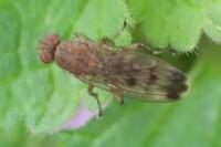 Suillia variegata