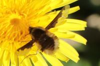 Bombylius major