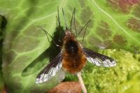 Bombylius major