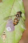 Episyrphus balteatus