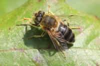 Eristalis pertinax