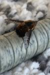Bombylius discolor