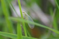 Chrysoperla