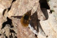 Bombylius major