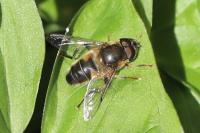 Eristalis pertinax
