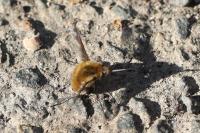Bombylius major
