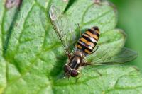 Episyrphus balteatus