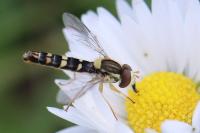Sphaerophoria scripta