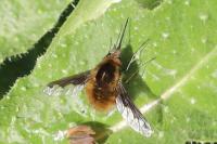 Bombylius major