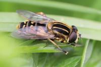 Helophilus pendulus