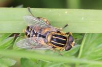 Helophilus pendulus