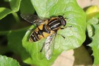Helophilus pendulus