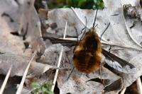 Bombylius major