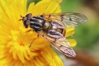 Ferdinandea cuprea