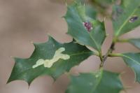 Phytomyza ilicis
