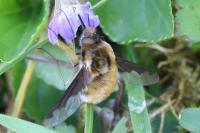 Bombylius major