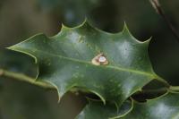 Phytomyza ilicis