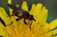 Myopa tessellatipennis