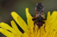 Myopa tessellatipennis