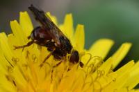 Myopa tessellatipennis