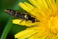Sphaerophoria scripta