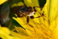 Myopa testacea