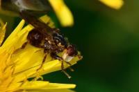 Myopa testacea