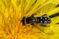 Anasimyia transfuga