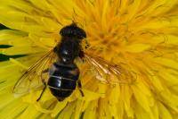 Eristalis nemorum