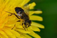 Eristalis nemorum