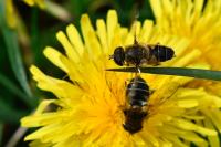 Eristalis nemorum