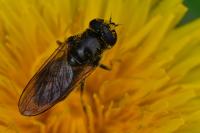 Cheilosia bergenstammi