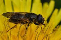 Cheilosia bergenstammi