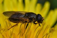 Cheilosia bergenstammi